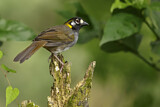 Image. White-eared Ground Sparrow