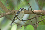 Image. White-eared Monarch