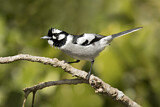 Image. White-eared Monarch