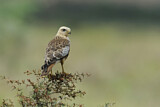 Image. White-eyed Buzzard