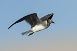 Image. White-eyed Gull