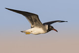 Image. White-eyed Gull