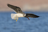 Image. White-eyed Gull