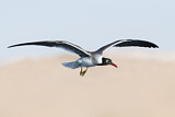 Image. White-eyed Gull