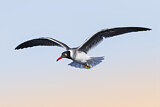 Image. White-eyed Gull