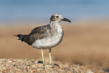 Image. White-eyed Gull
