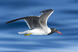 Image. White-eyed Gull