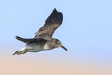 Image. White-eyed Gull