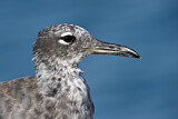 Image. White-eyed Gull