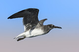 Image. White-eyed Gull