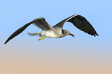 Image. White-eyed Gull
