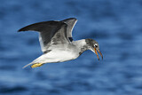 Image. White-eyed Gull