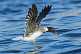 Image. White-eyed Gull