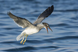 Image. White-eyed Gull