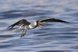 Image. White-eyed Gull