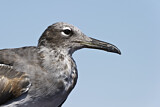 Image. White-eyed Gull