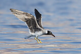 Image. White-eyed Gull