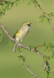 Image. White-eyed Vireo