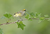 Image. White-eyed Vireo