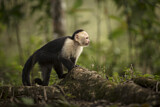Image. White-faced Capuchin Monkey