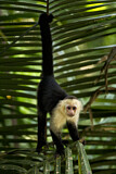 Image. White-faced Capuchin Monkey