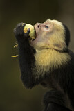 Image. White-faced Capuchin Monkey