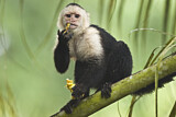 Image. White-faced Capuchin Monkey