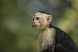 Image. White-faced Capuchin Monkey