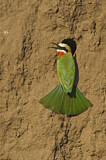 Image. White-fronted Bee-eater