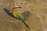 Image. White-fronted Bee-eater