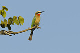 Image. White-fronted Bee-eater