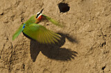 Image. White-fronted Bee-eater