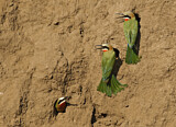 Image. White-fronted Bee-eater