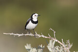 Image. White-fronted Chat