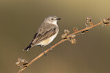 Image. White-fronted Chat