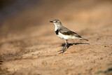 Image. White-fronted Chat
