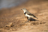 Image. White-fronted Chat
