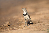 Image. White-fronted Chat