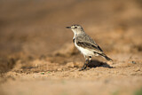 Image. White-fronted Chat