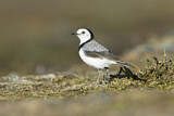 Image. White-fronted Chat