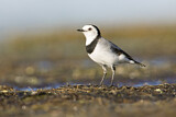Image. White-fronted Chat