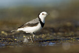 Image. White-fronted Chat