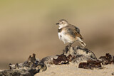 Image. White-fronted Chat