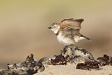 Image. White-fronted Chat