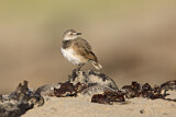 Image. White-fronted Chat