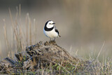 Image. White-fronted Chat