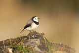 Image. White-fronted Chat