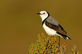 Image. White-fronted Chat