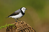 Image. White-fronted Chat