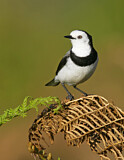 Image. White-fronted Chat